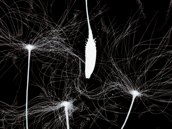 Dandelion Film Collective